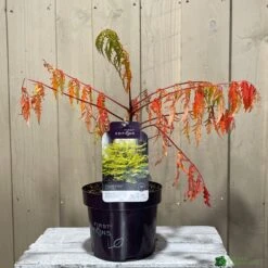 Rhus Typhina 'Tiger Eyes' 3Ltr Pot (NL) -Garden Outdoor Store 5019756405453 2