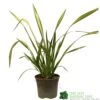 Phormium 'Yellow Wave' Flax 3Ltr Pot -Garden Outdoor Store 5019756541298