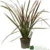 Phormium 'Jester' Flax 3Ltr Pot -Garden Outdoor Store 5019756670905