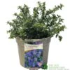 Ceanothus 'Blue Mound' Californian Lilac 3Ltr Pot -Garden Outdoor Store 5019756678222 a8b772e1 2401 4a7b 840f 47ad9ae8e739