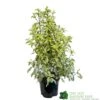 Pittosporum 'Golden King' 3Ltr -Garden Outdoor Store 5019756752007