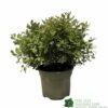 Pittosporum 'Tom Thumb' 3Ltr Pot 2 Pittosporum 'Tom Thumb' 3Ltr Pot -Garden Outdoor Store 5019756822137