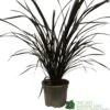 Phormium 'Platts Black' Flax 3Ltr Pot 1 Phormium 'Platts Black' Flax 3Ltr Pot -Garden Outdoor Store 5019756893489