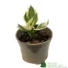 Hosta 'Patriot' Plant 2Ltr Pot -Garden Outdoor Store 5019801008288