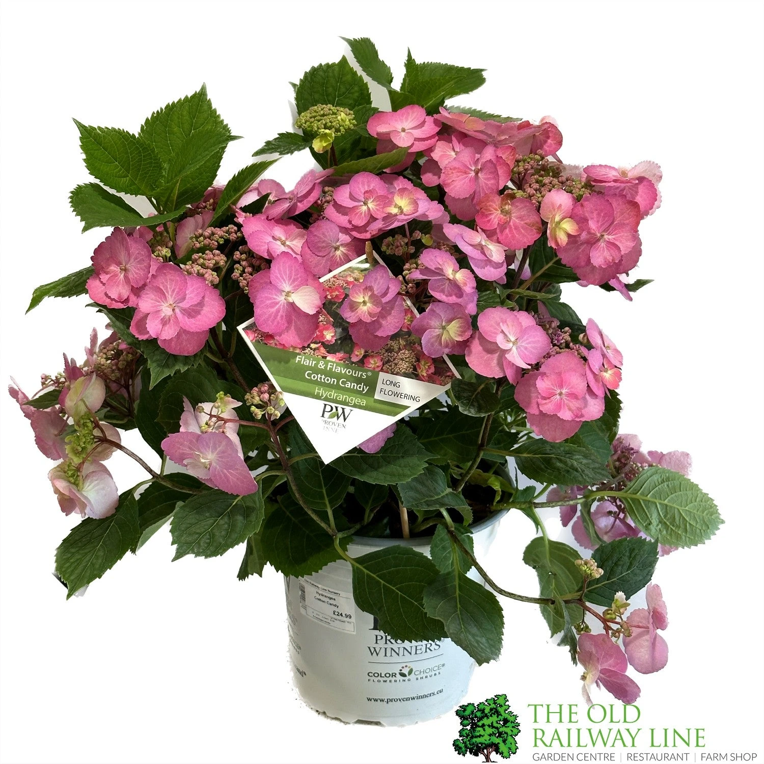 Hydrangea 'Cotton Candy' 5Ltr Pot 3 Hydrangea 'Cotton Candy' 5Ltr Pot