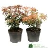 Pieris Assorted Variety 2Ltr Pot -Garden Outdoor Store 5019801010823 0f7d9657 0e89 4bfa b028 5b88f871dc4c