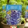 Delphinium Paramo 'Azul' 2Ltr Pot 2 Delphinium Paramo 'Azul' 2Ltr Pot -Garden Outdoor Store 5019801015446 4639ca22 45e9 4f34 822b 627bc9604947