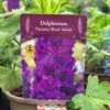 Delphinium Paramo 'Black Velvet' 2Ltr Pot -Garden Outdoor Store 5019801015453 08bfe61a 57d2 4899 b7f2 e12234142355