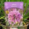 Allium 'Millennium' 2Ltr Pot 1 Allium 'Millennium' 2Ltr Pot -Garden Outdoor Store 5019801015712