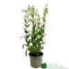 Penstemon 'Harlequin Lilac' Plant 2 Ltr Pot -Garden Outdoor Store 5019801016412