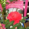 Red Miniature Climbing Rose 'Onwards & Upwards' 3Ltr Pot -Garden Outdoor Store 5019801016566