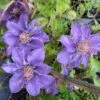 Clematis 'Bijou' Trailing/Climbing Plant 2 Ltr Pot -Garden Outdoor Store 5019801028361