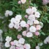 Pink Miniature Climbing Rose 'Little Rambler' 3Ltr Pot 2 Pink Miniature Climbing Rose 'Little Rambler' 3Ltr Pot -Garden Outdoor Store 5019801772035