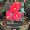 Camellia 'Adolphe Audusson' 3Ltr Pot -Garden Outdoor Store 5019945010024