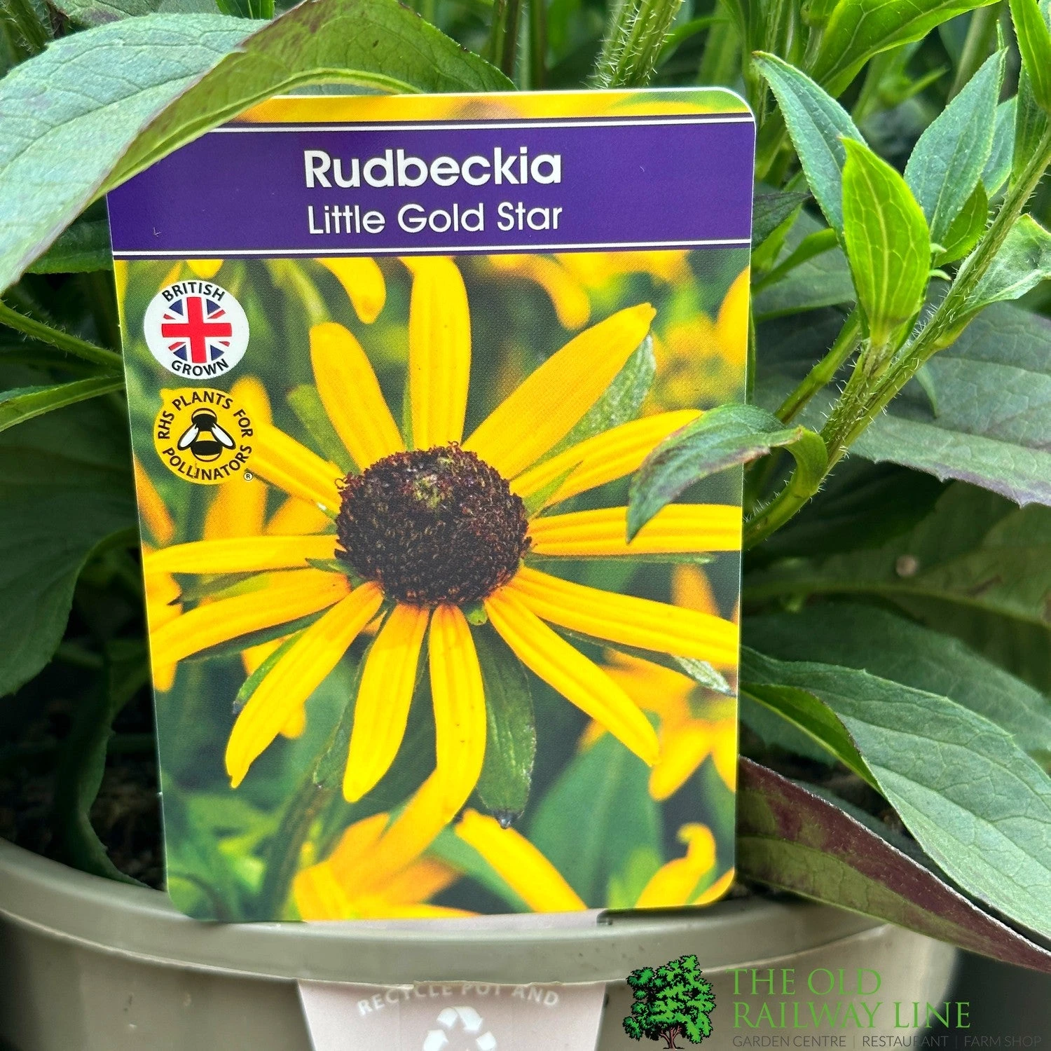 Rudbeckia 'Little Gold Star' 3Ltr Pot 3 Rudbeckia 'Little Gold Star' 3Ltr Pot