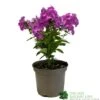 Phlox 'Famous Purple' 3Ltr Pot 1 Phlox 'Famous Purple' 3Ltr Pot -Garden Outdoor Store 5019945219878