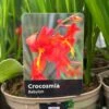Crocosmia 'Babylon' 2Ltr Pot 1 Crocosmia 'Babylon' 2Ltr Pot -Garden Outdoor Store 5019945222212 dc955142 08c0 4fec ba30 c1ba74787d10