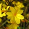 Jasminum Nudiflorum Winter Jasmine 3Ltr Pot 1 Jasminum Nudiflorum Winter Jasmine 3Ltr Pot -Garden Outdoor Store 5019945915718 e0249c4c 3ef9 434c bc60 4f76c6a7655b