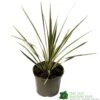 Cordyline Australis 'Sparkler' 2Ltr Pot 1 Cordyline Australis 'Sparkler' 2Ltr Pot -Garden Outdoor Store 5019945923324 947be49e 01a1 4c13 87e0 a29cf8292b1c