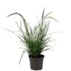 Pennisetum 'Sky Rocket' Grass 2 Ltr Pot