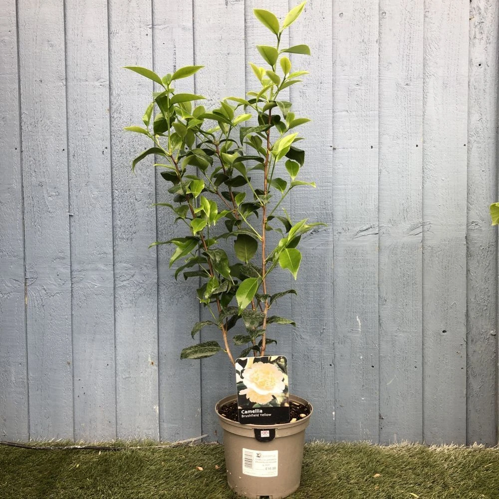 Camellia Japonica 'Brushfield's Yellow' Plant 3Ltr Pot 4 Camellia Japonica 'Brushfield's Yellow' Plant 3Ltr Pot - Image 2