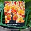 Alstroemeria 'Summer Breeze' Peruvian Lily 3Ltr Pot 1 Alstroemeria 'Summer Breeze' Peruvian Lily 3Ltr Pot -Garden Outdoor Store 5019945985773 1961b098 bdaf 4be6 82f4 87771a5820c9