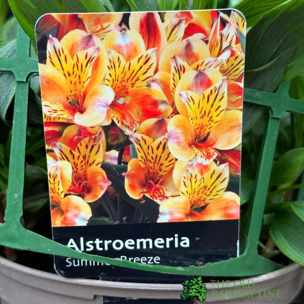 Alstroemeria 'Summer Breeze' Peruvian Lily 3Ltr Pot 3 Alstroemeria 'Summer Breeze' Peruvian Lily 3Ltr Pot