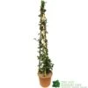 Trachelospermum Jasminoides 'Star Jasmine' Tripod Climber 120cm Tall (IT) -Garden Outdoor Store 5021768007679 3b981b88 216a 40e7 8e3d 0f05641f91f4