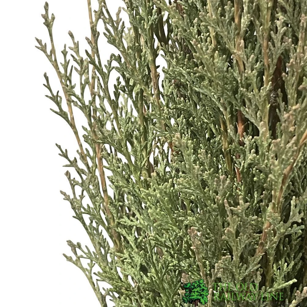 Cupressus Sempervirens 'Totem' Conifer 1.5m Tall (IT) 4 Cupressus Sempervirens 'Totem' Conifer 1.5m Tall (IT) - Image 2