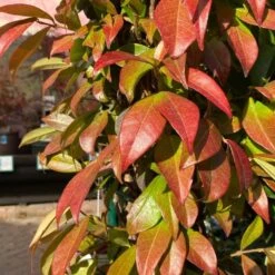 Trachelospermum Jasminoides Arch Trained Jasmine Climber 18Ltr Pot 7 Trachelospermum Jasminoides Arch Trained Jasmine Climber 18Ltr Pot -Garden Outdoor Store 5021768019641 2