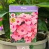 Phlox 'Sweet Summer Dream Orange Rose' 3Ltr Pot 1 Phlox 'Sweet Summer Dream Orange Rose' 3Ltr Pot -Garden Outdoor Store 5021768048603