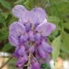 Wisteria Sinensis Climber 1.8m Tall (IT) 1 Wisteria Sinensis Climber 1.8m Tall (IT) -Garden Outdoor Store 5021768050873