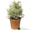Pittosporum Tenuifolium 'Silver Queen' Plant 50cm Tal (IT) -Garden Outdoor Store 5021768052945