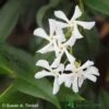 Trachelospermum Jasminoides Climber On Frame Size 90x140cm -Garden Outdoor Store 5021768056745