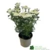 Achillea 'New Vintage White' 3Ltr Pot 1 Achillea 'New Vintage White' 3Ltr Pot -Garden Outdoor Store 5021768059982