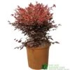 Nandina Domestica 'Obsessed' Heavenly Bamboo 30cm Tall (IT) -Garden Outdoor Store 5021768064047