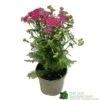Achillea 'New Vintage Violet' 3Ltr Pot -Garden Outdoor Store 5021768068984