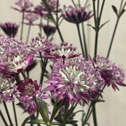 Astrantia 'Star Of Love' Plant 3 Ltr -Garden Outdoor Store 5021768072080 3