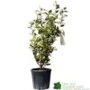 Elaeagnus X Submacrophylla 'Viveleg' Oleaster Plant 50cm Tall (IT) -Garden Outdoor Store 5021768076903