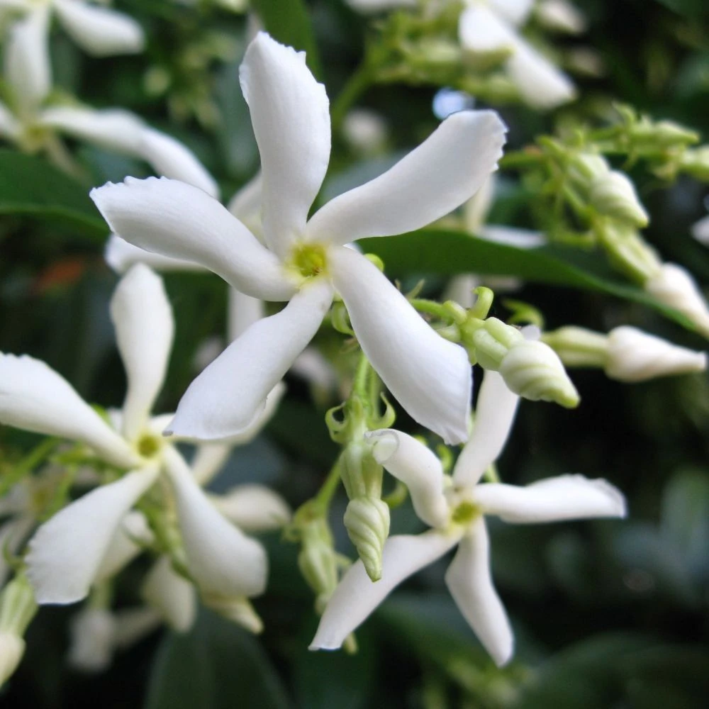 Trachelospermum Jasminoides Arch Trained Jasmine Climber 18Ltr Pot 4 Trachelospermum Jasminoides Arch Trained Jasmine Climber 18Ltr Pot - Image 2