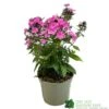 Phlox 'Sweet Summer Rose' 3Ltr Pot -Garden Outdoor Store 5021768099681