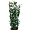 Jasminum Officinale 'Clotted Cream' Jasmine Climber On Trellis 20 Ltr Pot 2 Jasminum Officinale 'Clotted Cream' Jasmine Climber On Trellis 20 Ltr Pot -Garden Outdoor Store 5021768099698 b819f48d 901c 45ea b5cc 9495cba2dfed
