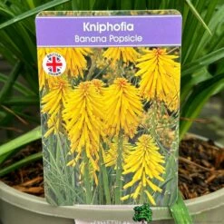 Kniphofia 'Banana Popsicle' 3Ltr Pot