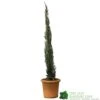 Cupressus Sempervirens 'Totem' Conifer 80cm Tall (IT) -Garden Outdoor Store 5021768116425 efad9836 0403 4193 922a 86d516d18e3a