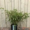 Fargesia Robusta 'Pingwu' Bamboo Plant 9 Ltr 2 Fargesia Robusta 'Pingwu' Bamboo Plant 9 Ltr -Garden Outdoor Store 5021768116609 5e54cbec c42e 4503 a6c5 676294f59d3c