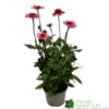 Echinacea 'Delicious Candy' 3Ltr Pot -Garden Outdoor Store 5021768118924