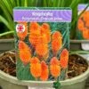 Kniphofia 'Pyromania Orange Blaze' 3Ltr Pot 1 Kniphofia 'Pyromania Orange Blaze' 3Ltr Pot -Garden Outdoor Store 5021768133330