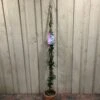 Trachelospermum Asiaticum 'Pink Showers' Climber 1.5m Tall (IT) -Garden Outdoor Store 5021768134351 c5d54f41 6ac9 4306 b457 d8b8ac16c480
