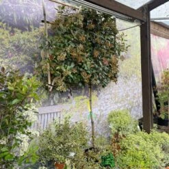 Photinia X Fraseri 'Red Robin' Pleached Form 2m Tall -Garden Outdoor Store 5021768148341 3