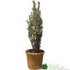 Euonymus Japonicus 'White Spire' Plant 40cm Tall (IT) -Garden Outdoor Store 5021768150252 7a90bfca c7eb 49df b0b4 e4230352698d